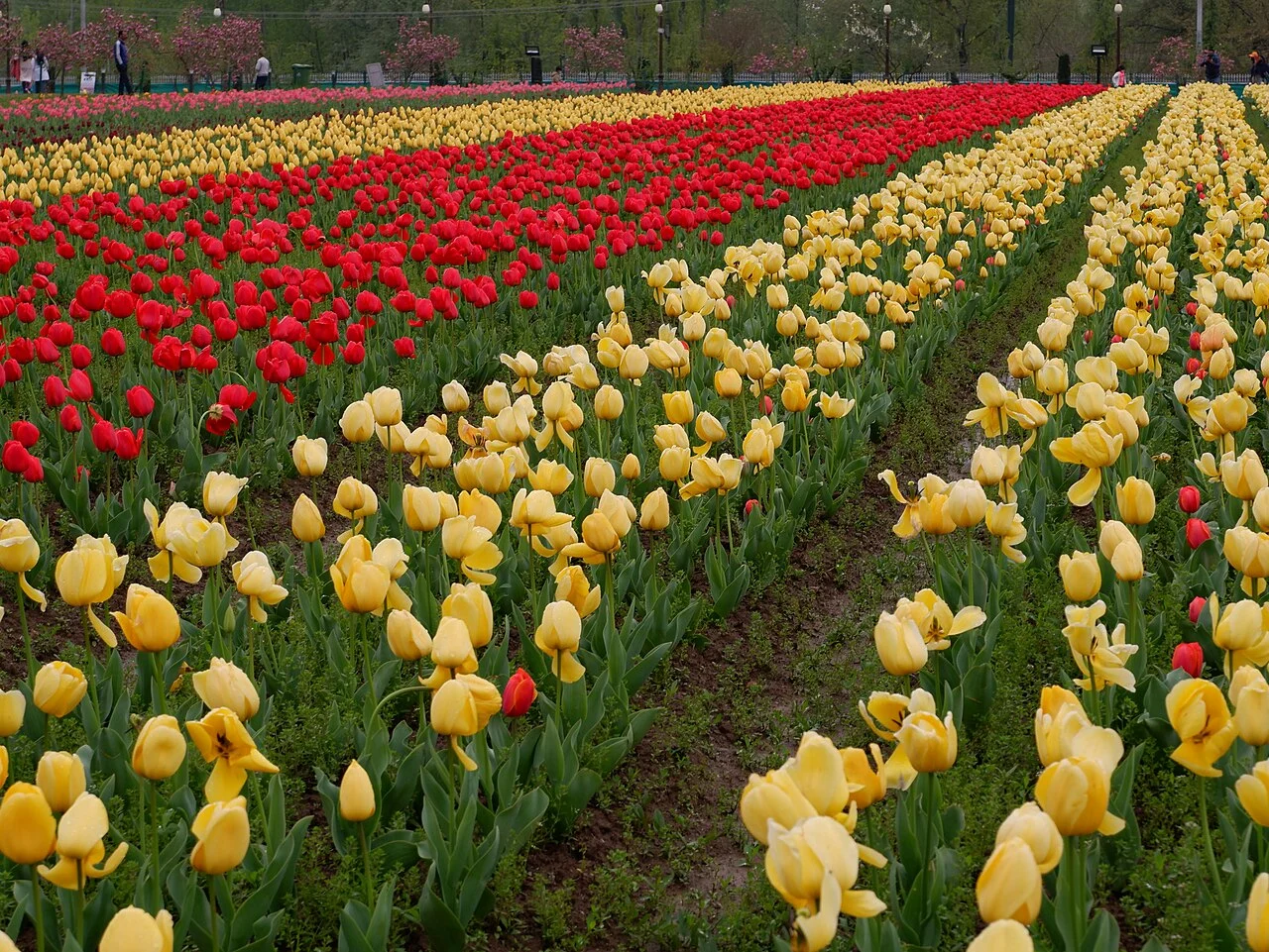 Rows of red and yellow tulips at the Srinagar tulip garden