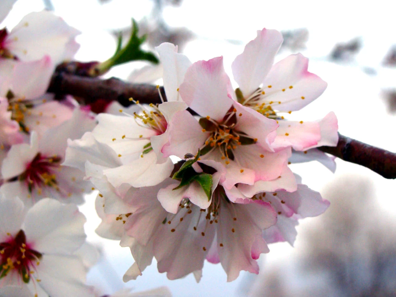 Almond blossom at Badamwari in spring