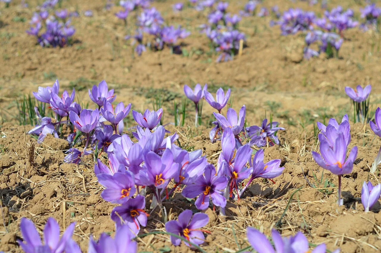 Saffron crocus in flower in a field at Pampore