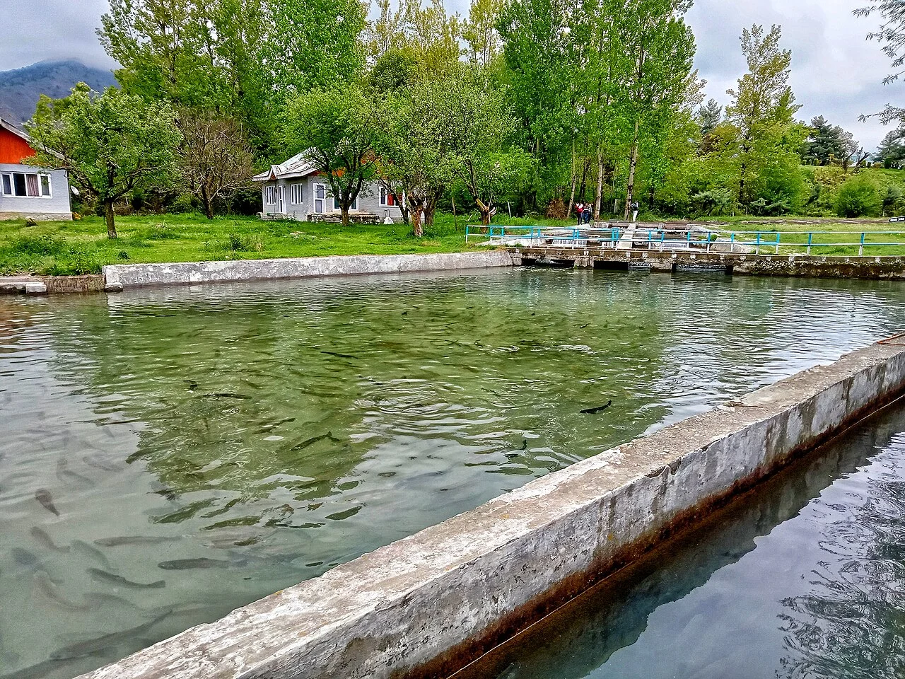 Trout ponds at Kokernag
