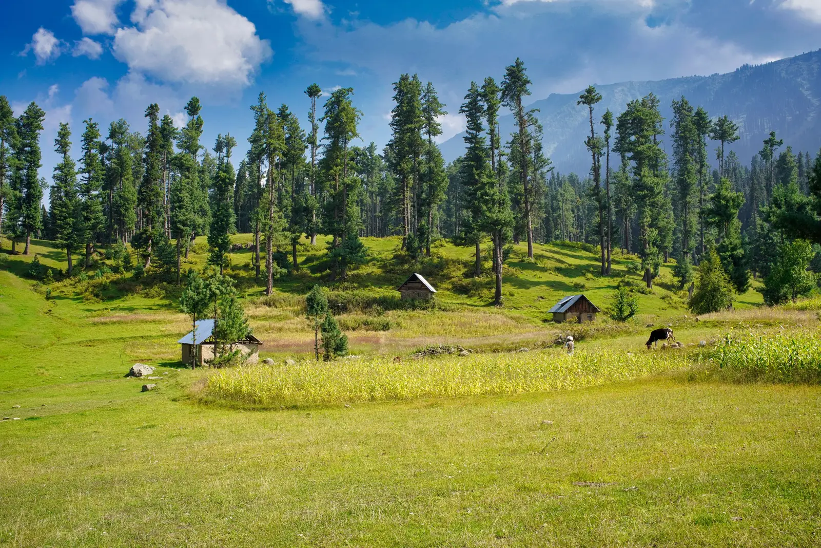 A green meadow ringed by pine forest in Aru Valley