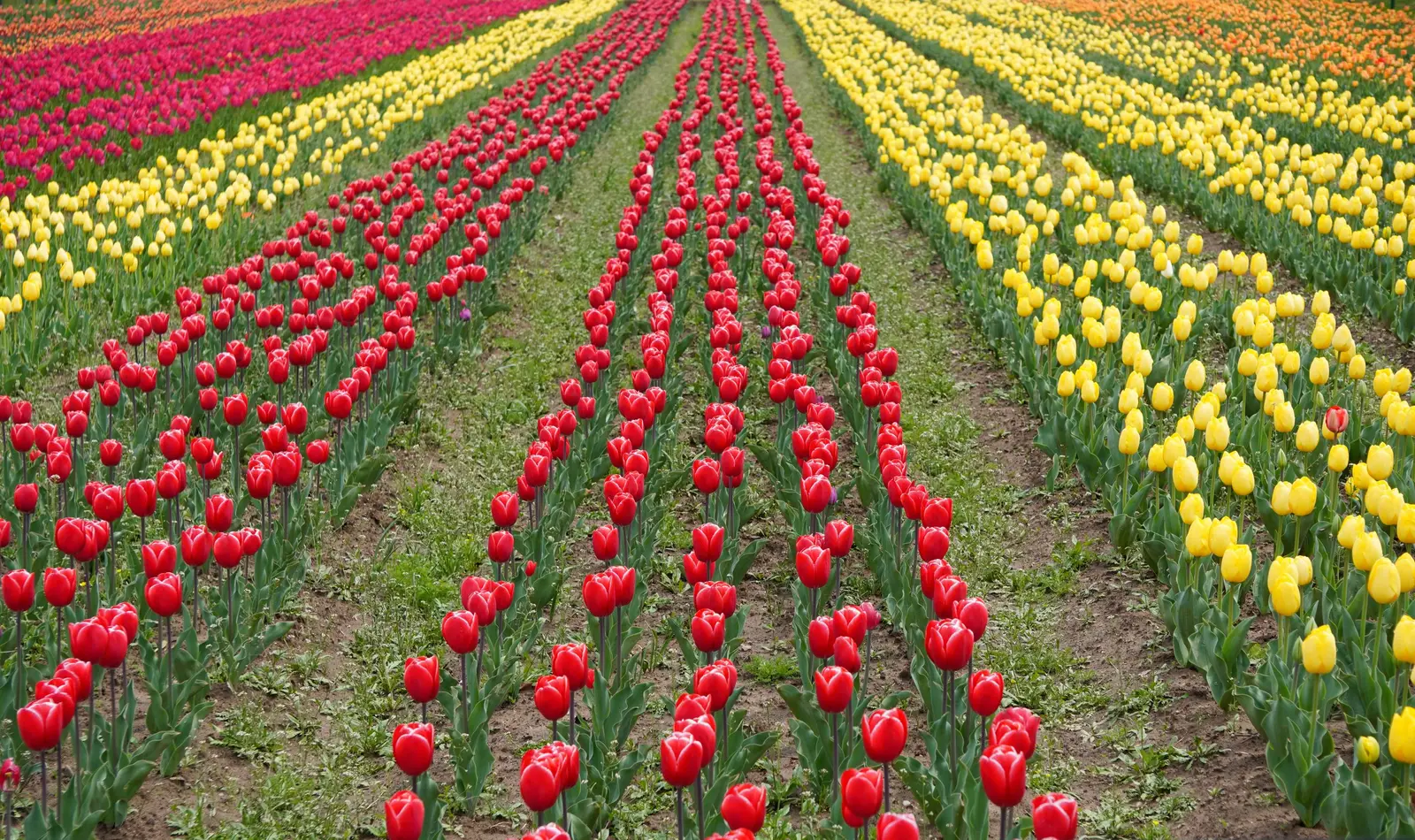 Rows of red and yellow tulips in Srinagar's tulip garden