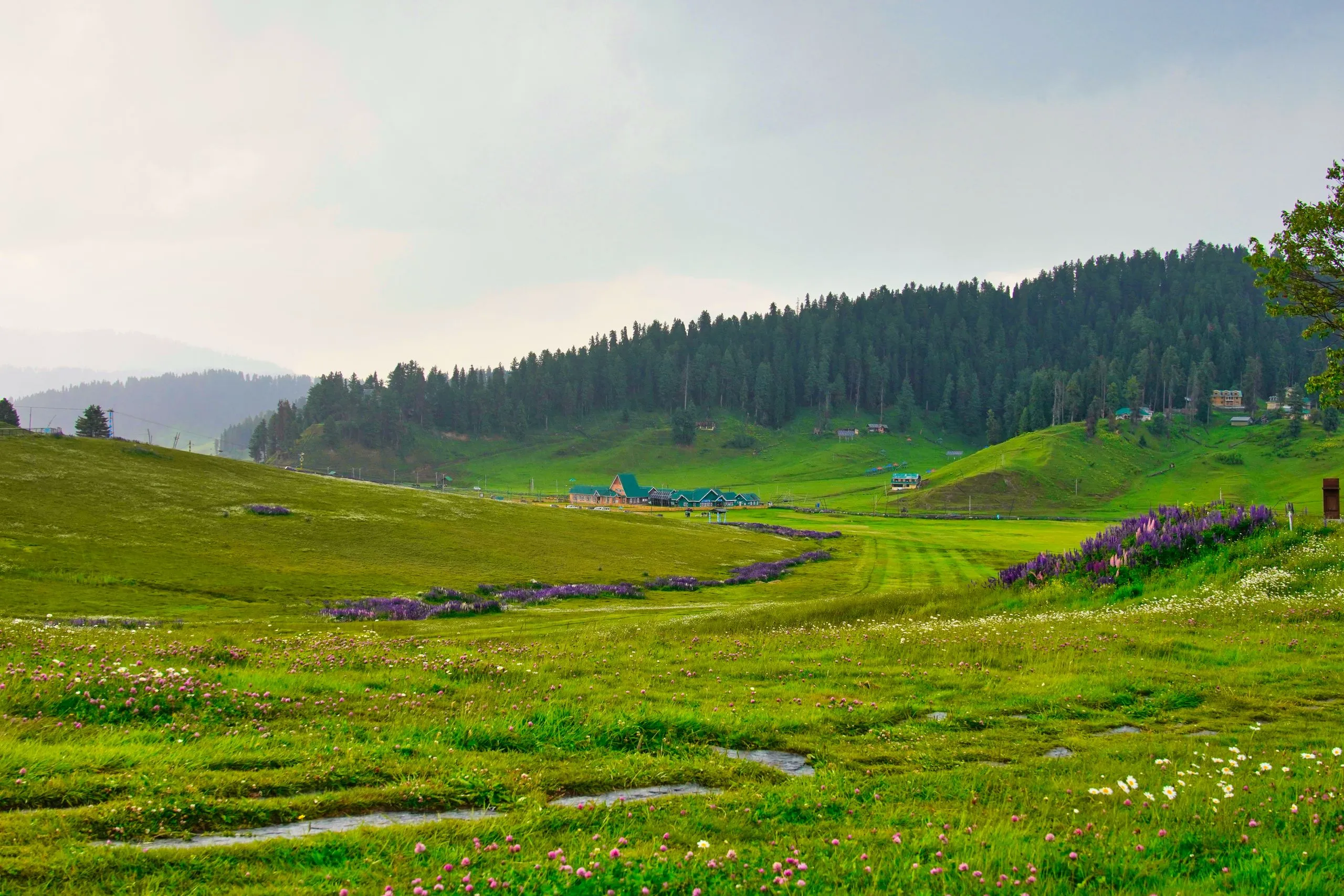Rolling green meadows below a line of pine forest